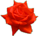 rose2.gif (3945 oCg)